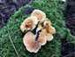 Narancsvörös álrókagomba (Hygrophoropsis aurantiaca), Budai-hegység. Nemezes felületű, narancssárga, a széle felé kifakuló kalap